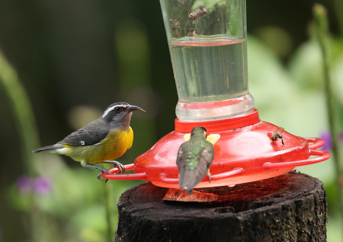 Sucrier à ventre jaune - ML645686101
