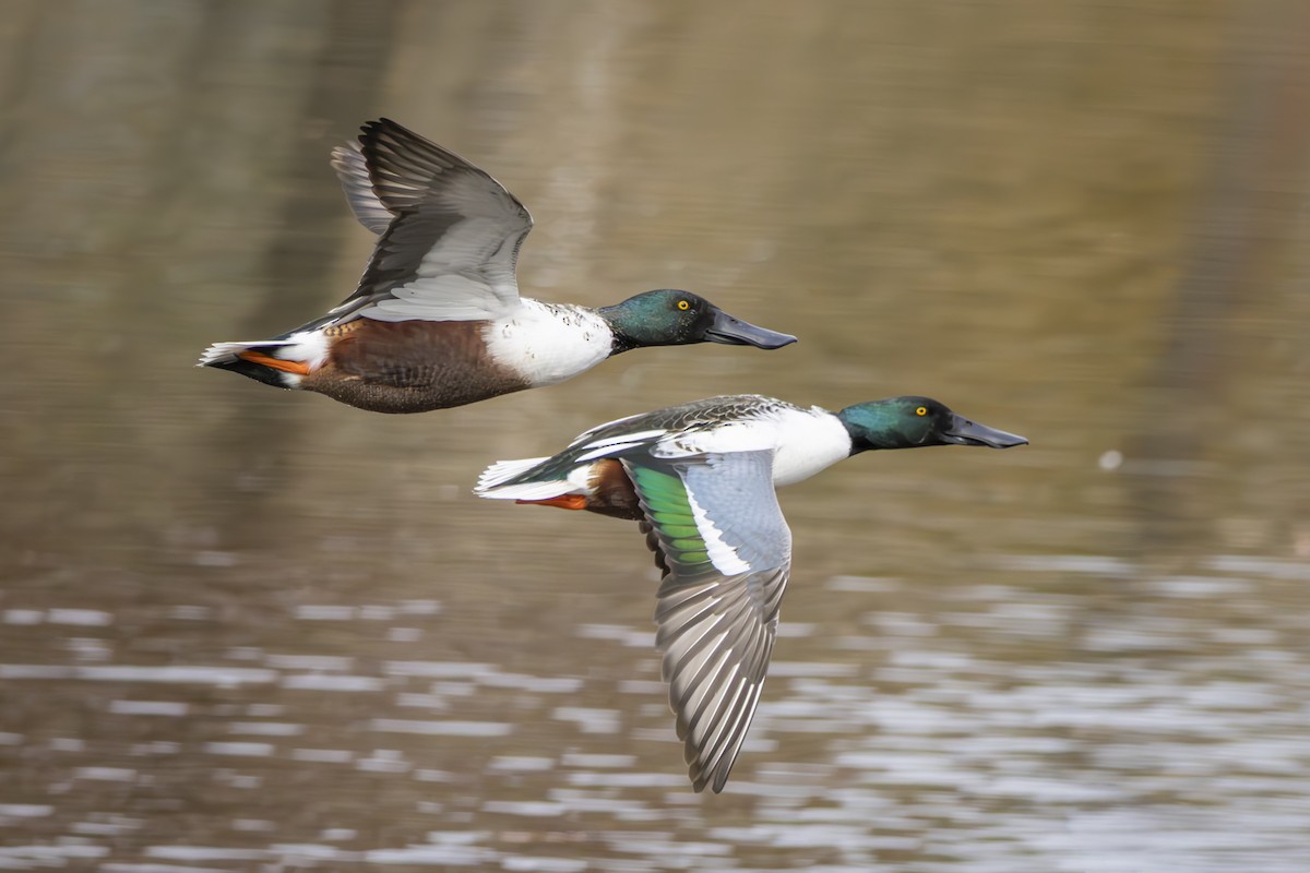 Northern Shoveler - ML645686106