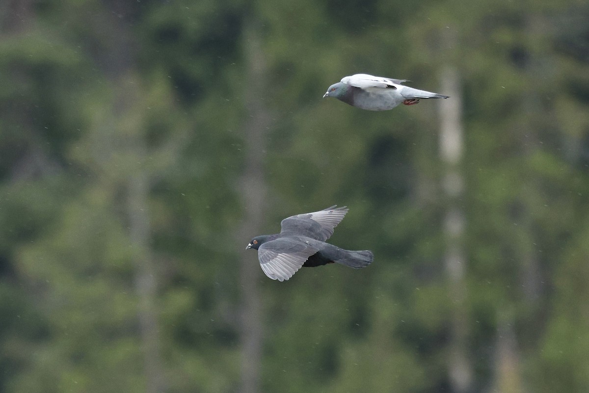 Kaya Güvercini (evcil tip) - ML645686108