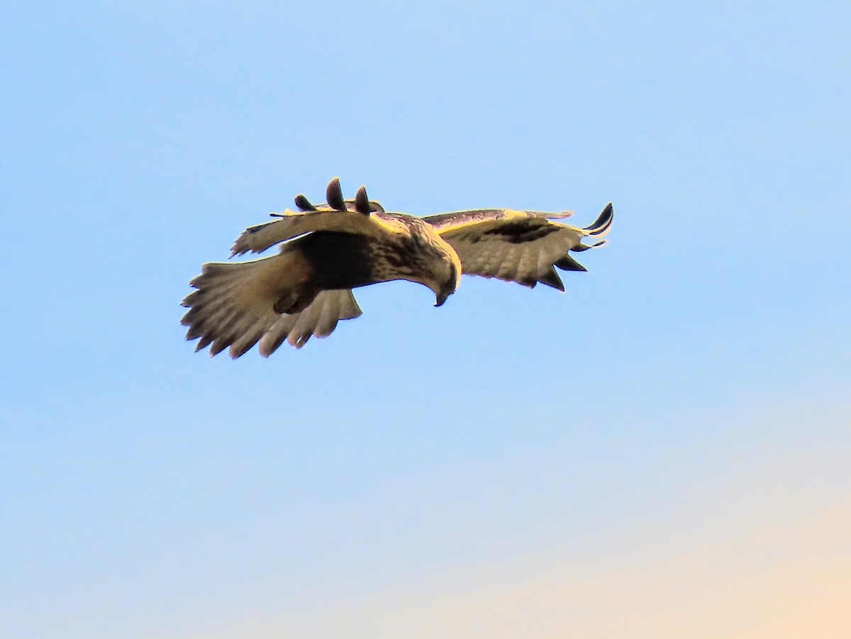 Rough-legged Hawk - ML645686109