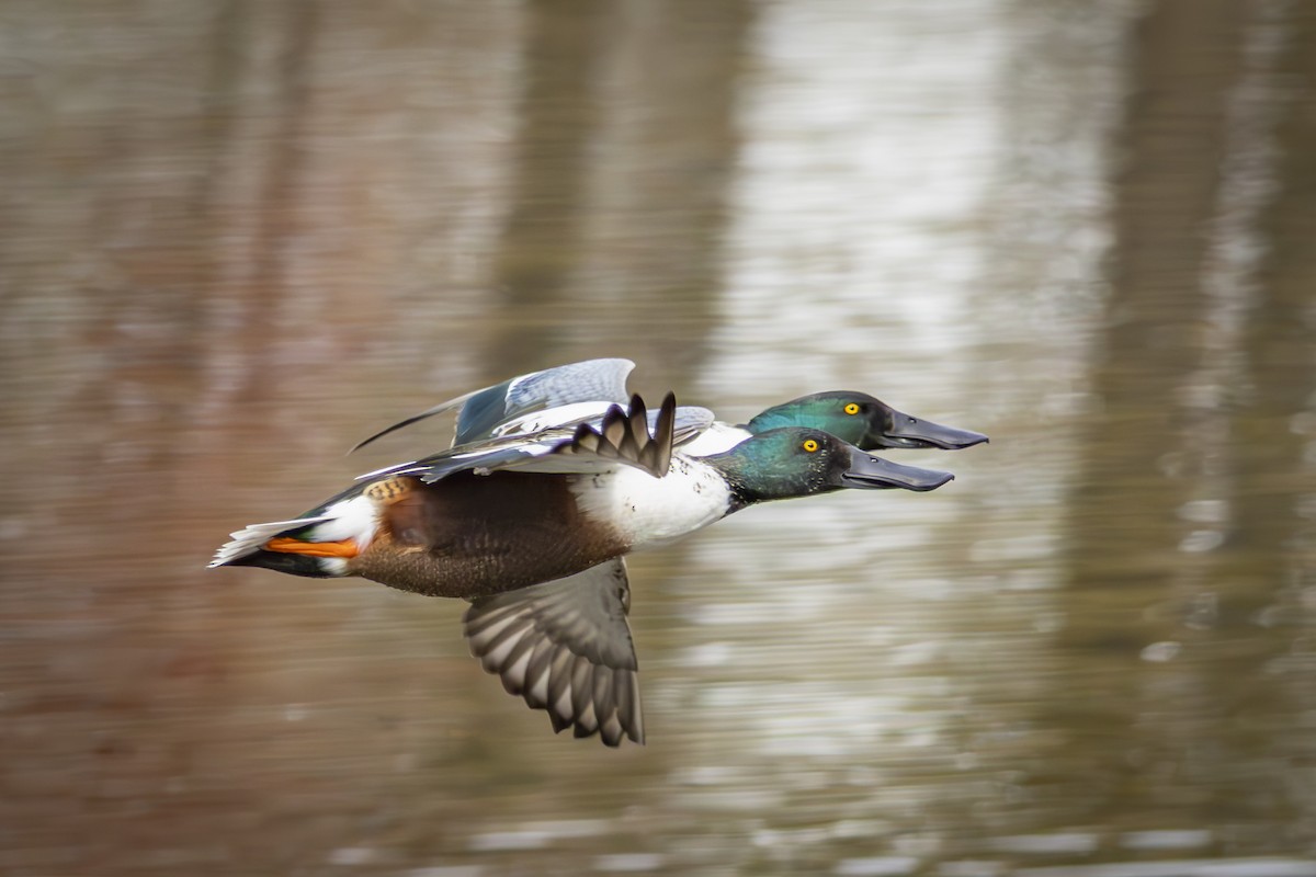 Northern Shoveler - ML645686110