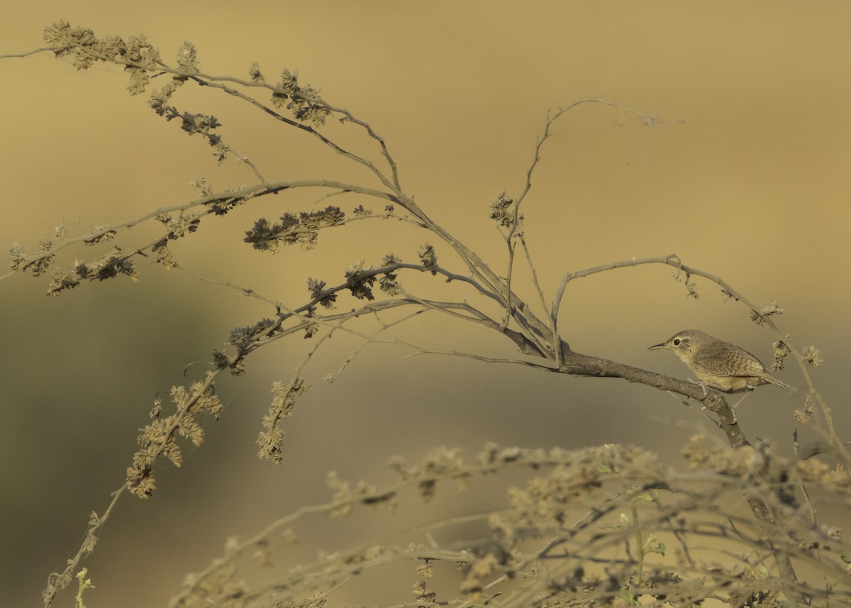 Southern House Wren - ML645686111