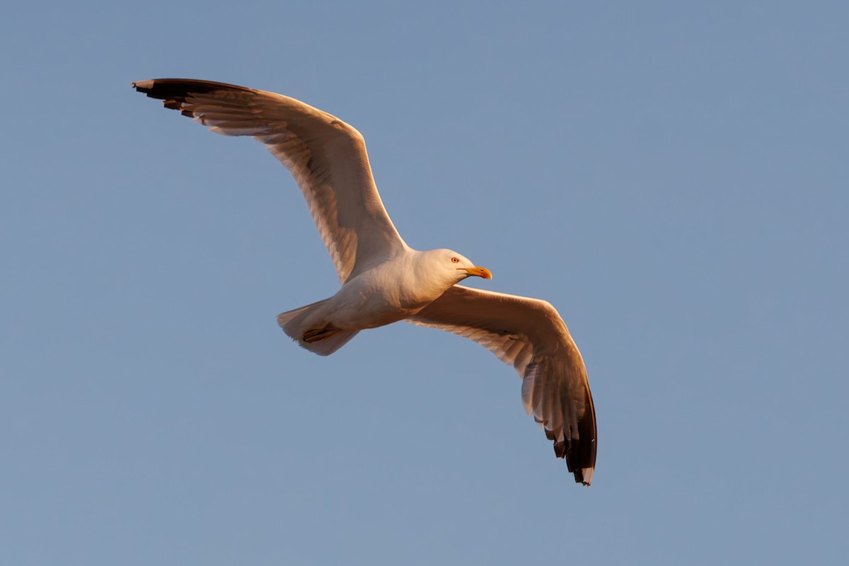 Gabbiano reale - ML645686113