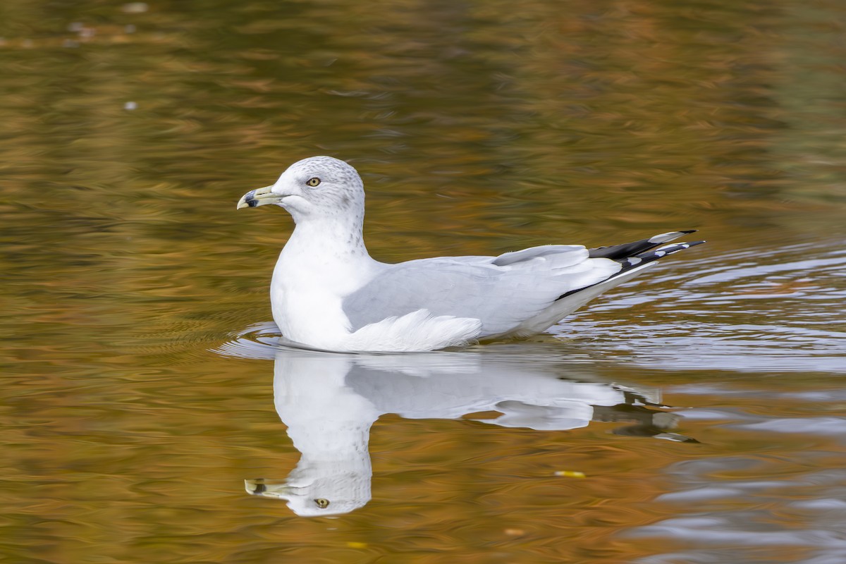 Ring-billed Gull - ML645686115