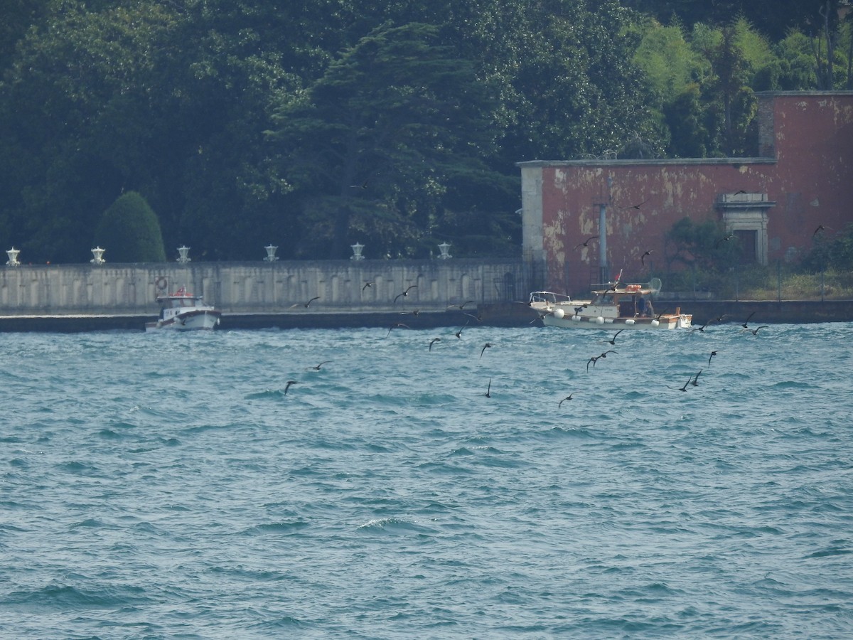 Yelkouan Shearwater - ML645686116