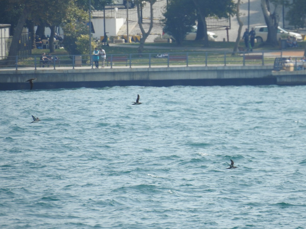 Yelkouan Shearwater - ML645686117