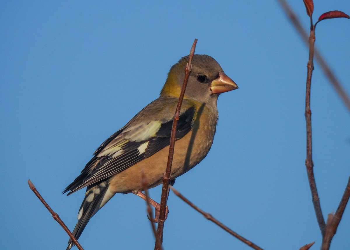 Evening Grosbeak - ML645686118