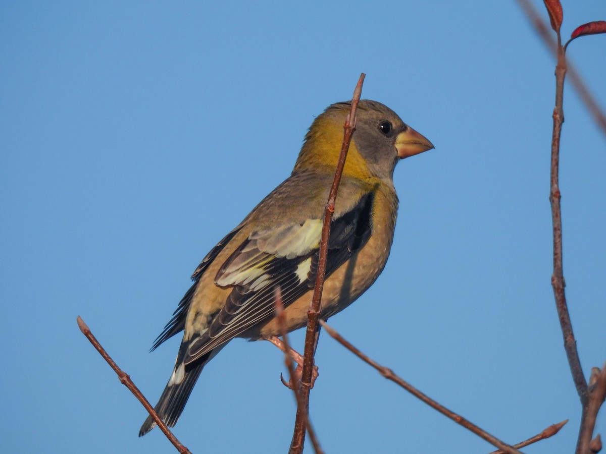 Evening Grosbeak - ML645686119