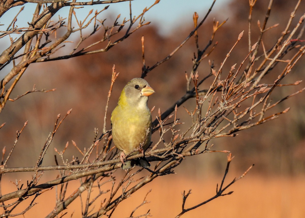 Evening Grosbeak - ML645686120