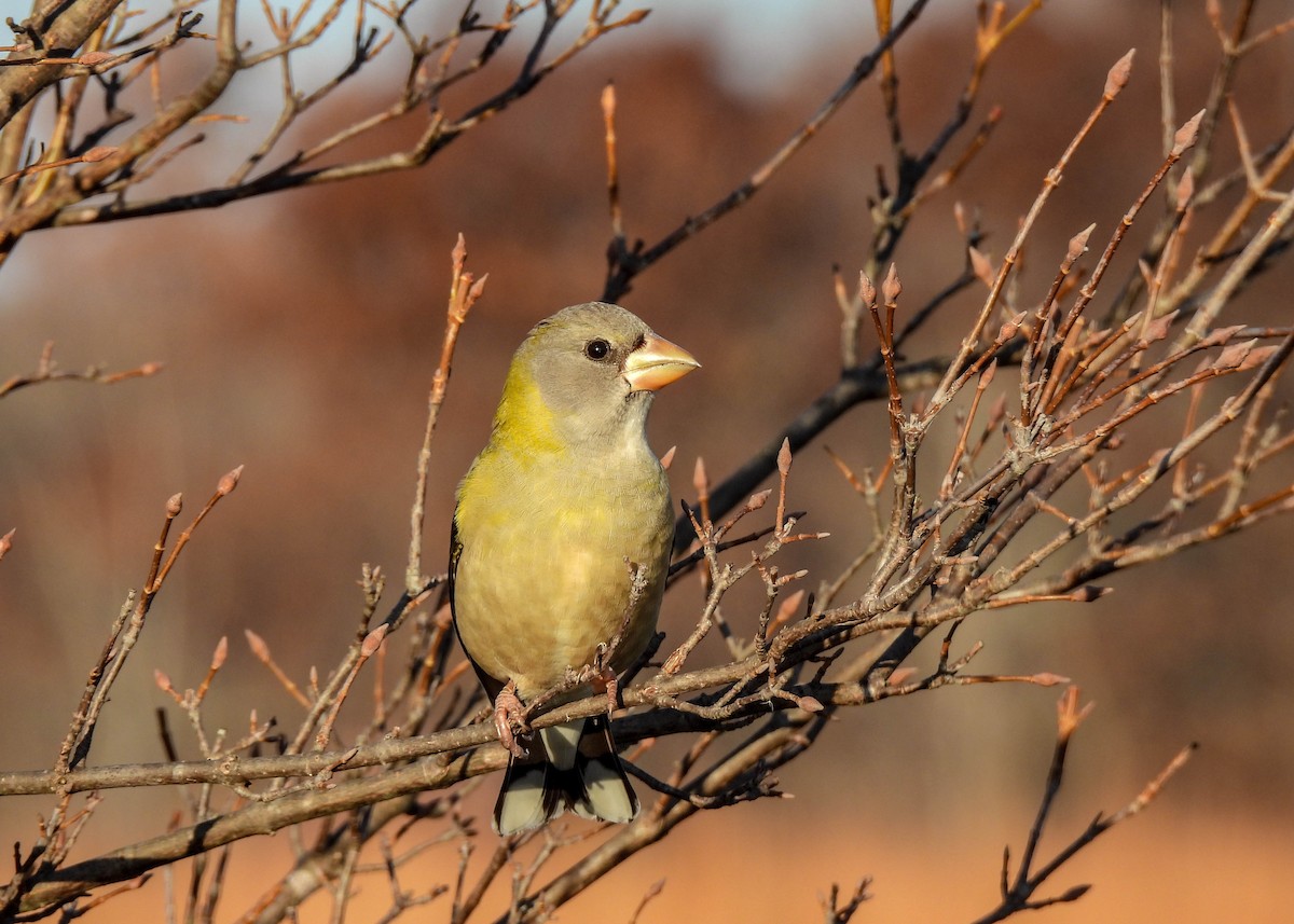 Evening Grosbeak - ML645686121