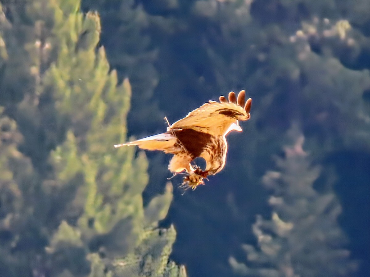 Rough-legged Hawk - ML645686122