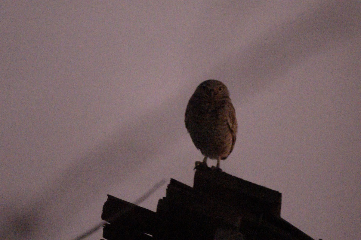 Сич американський - ML645686132