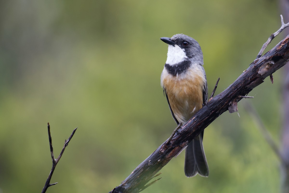 Rufous Whistler - ML645686134