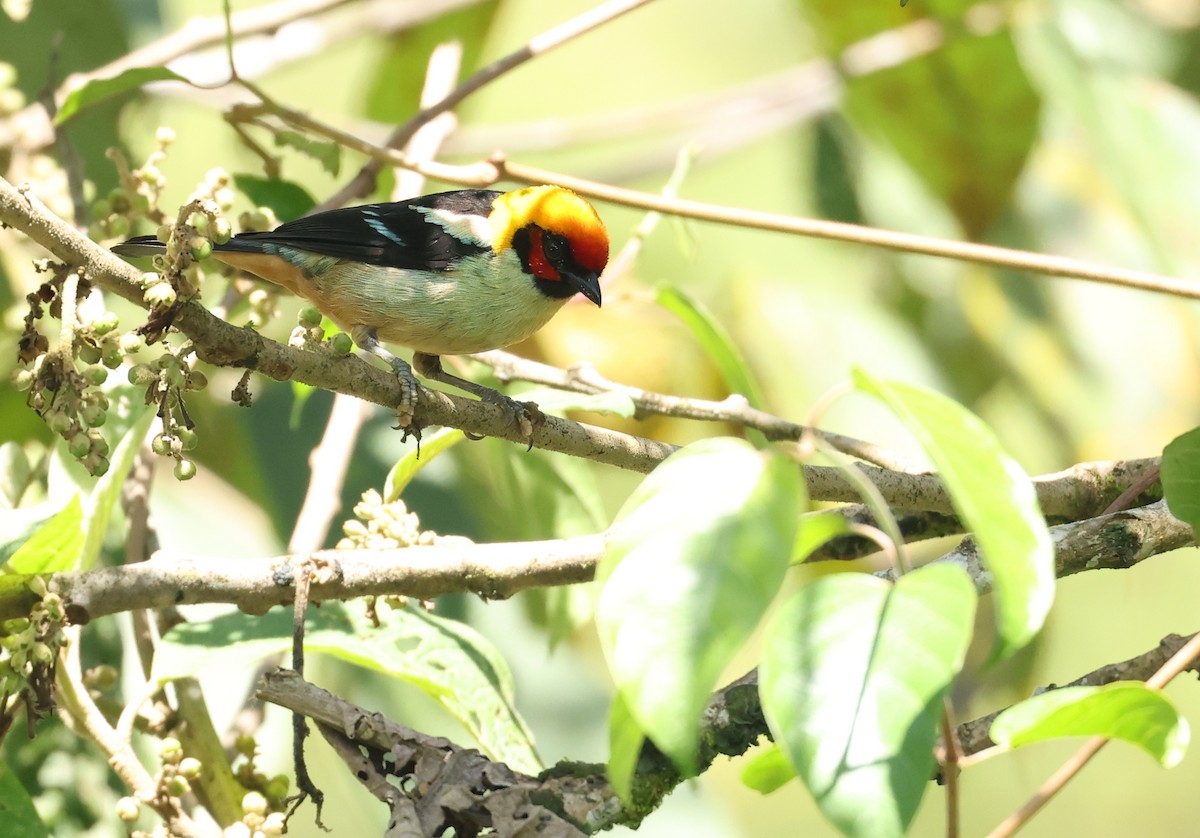 Flame-faced Tanager - ML645686143