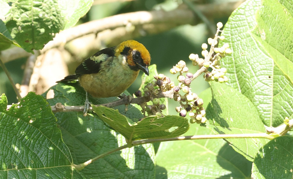 Flame-faced Tanager - ML645686144