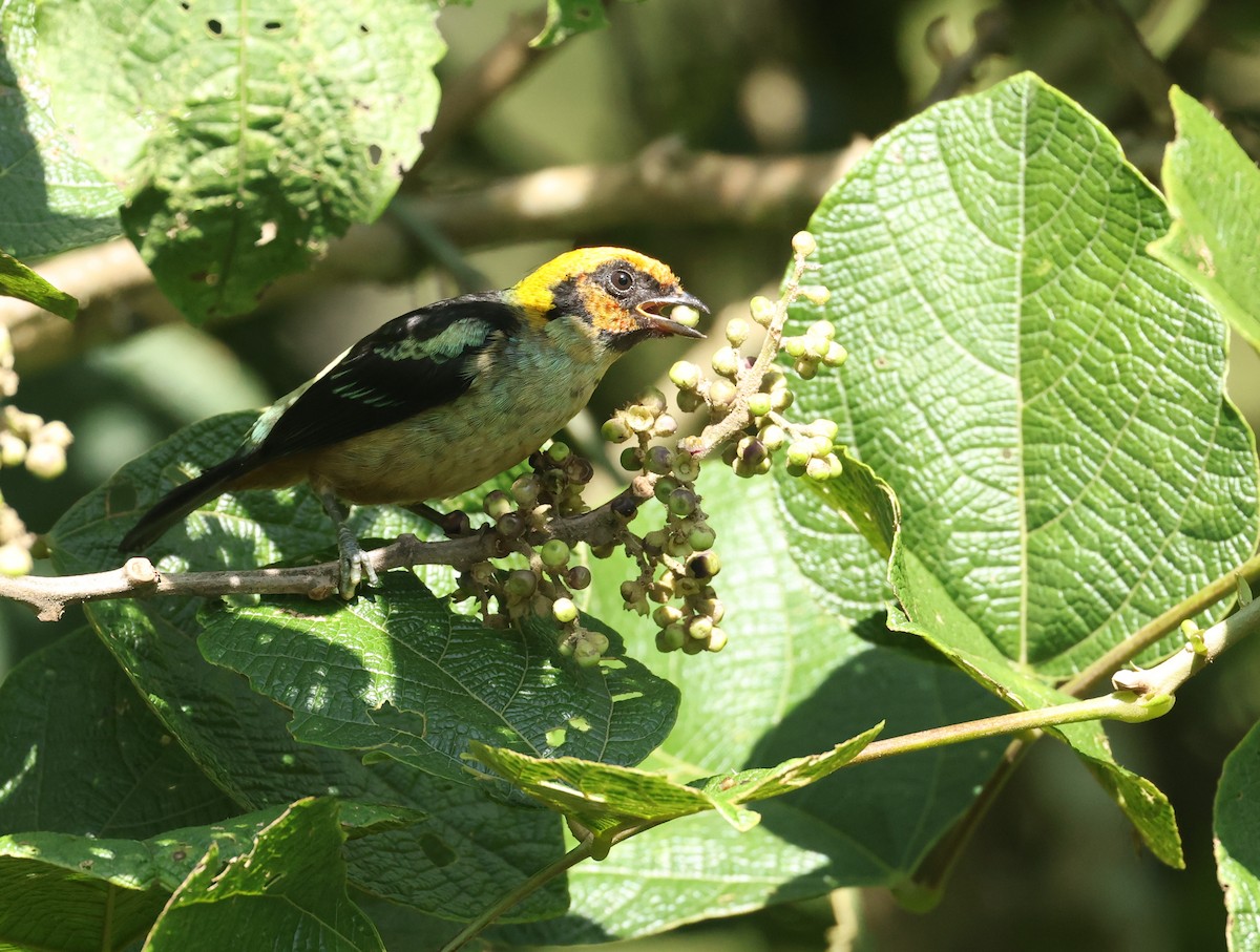 Flame-faced Tanager - ML645686145