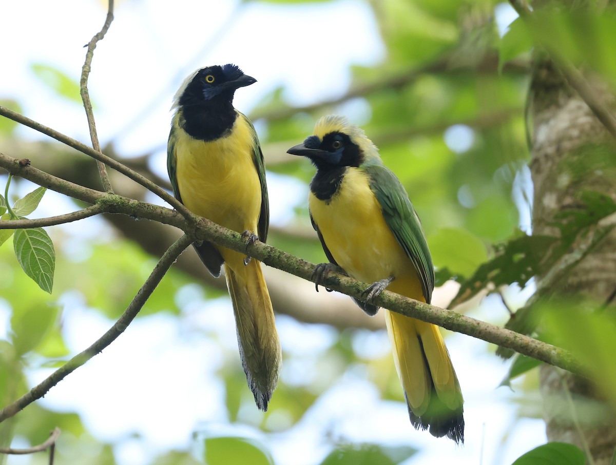 Inkablaurabe [yncas-Gruppe] - ML645686155