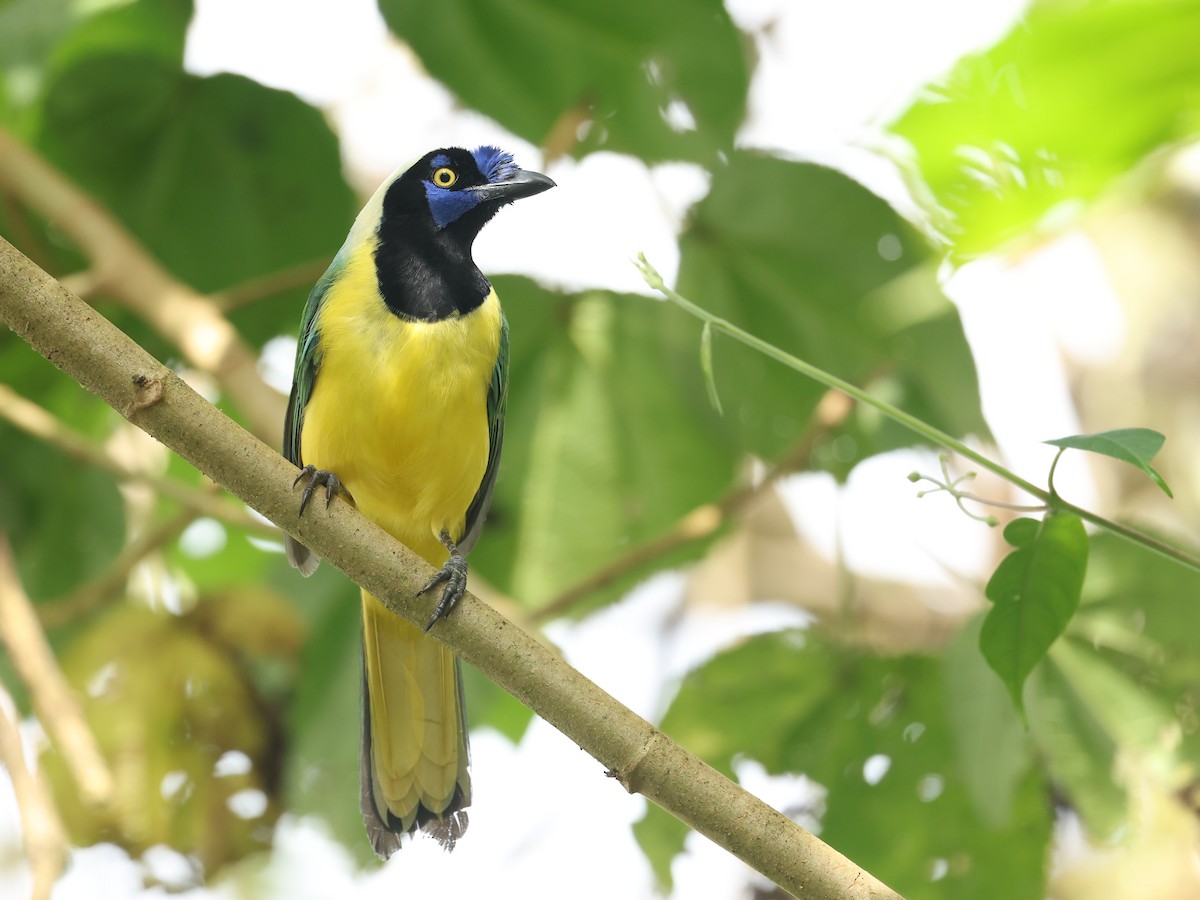 Inkablaurabe [yncas-Gruppe] - ML645686156