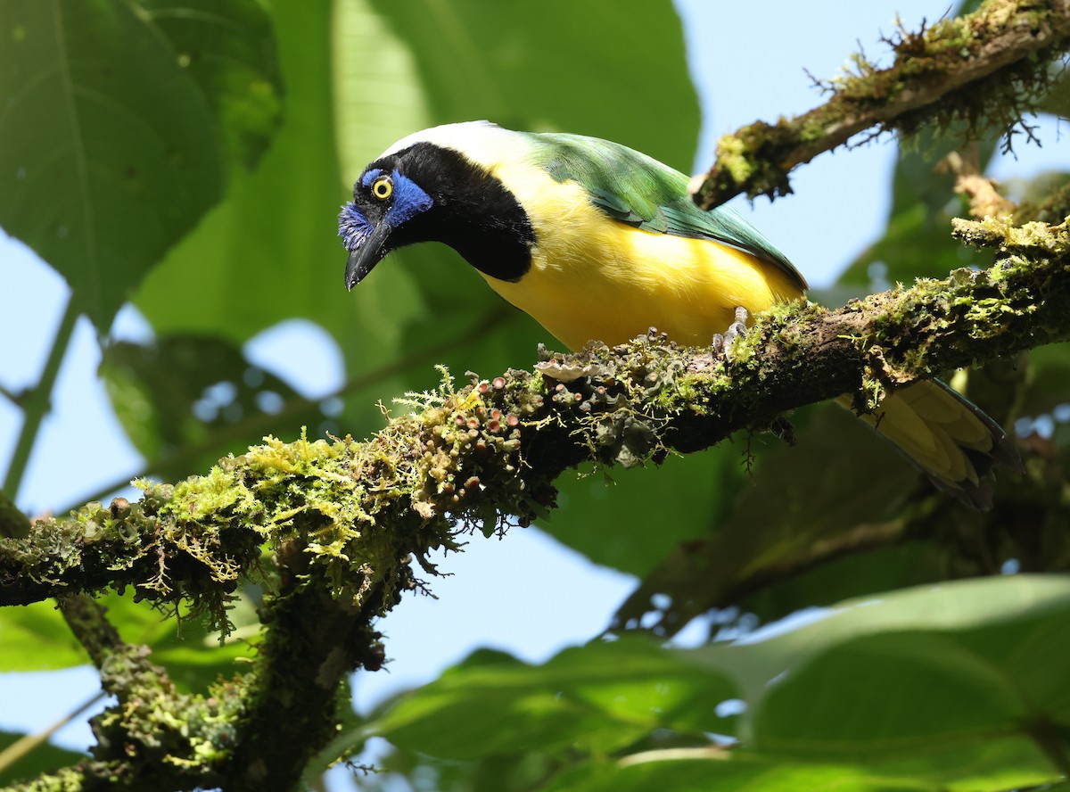 Inkablaurabe [yncas-Gruppe] - ML645686157