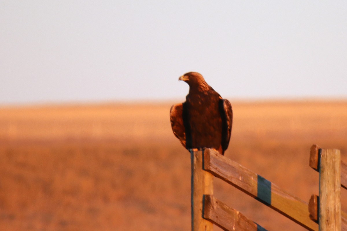 Golden Eagle - ML645686158