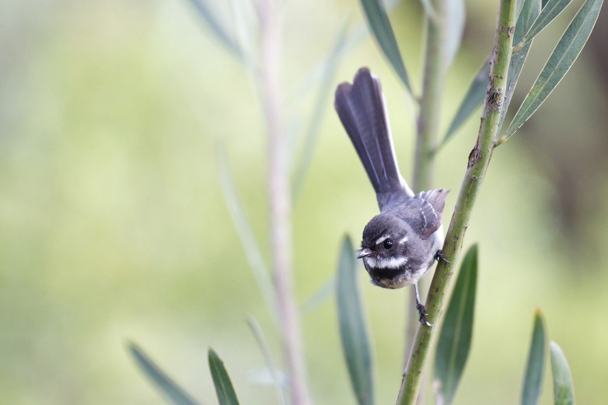 Abanico Gris - ML645686159