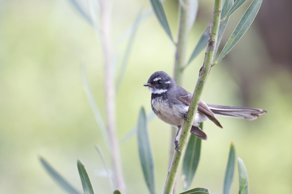 Abanico Gris - ML645686160