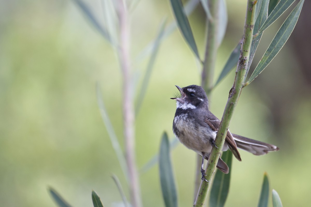 Abanico Gris - ML645686161