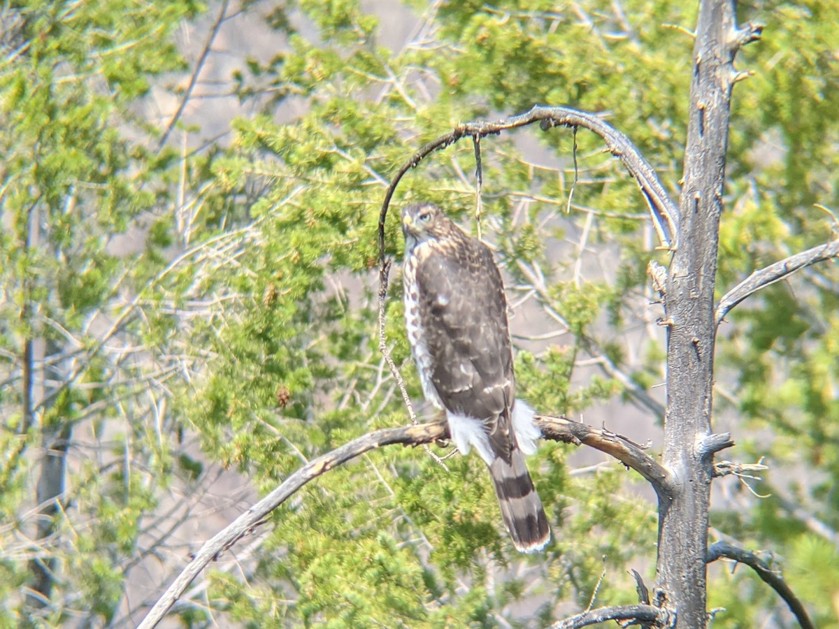 jestřáb americký - ML645686162