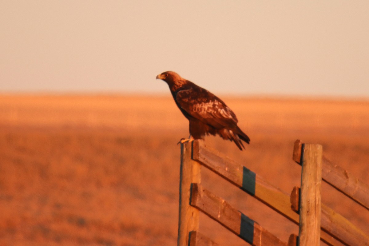 Golden Eagle - ML645686166