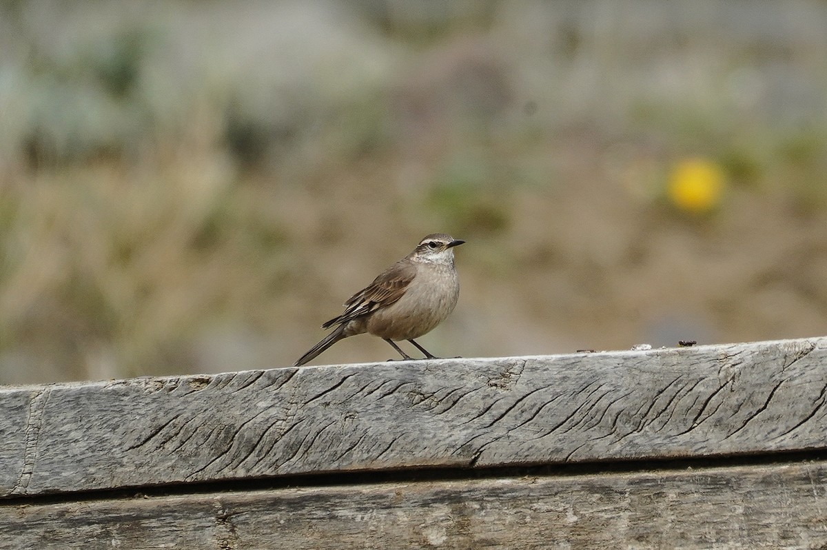 Buff-winged Cinclodes - ML645686168