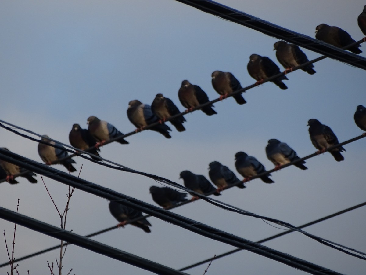 Kaya Güvercini (evcil tip) - ML645686171