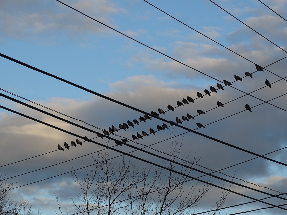 Kaya Güvercini (evcil tip) - ML645686172