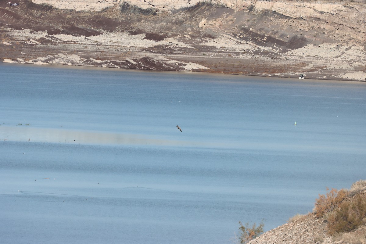 Brown Pelican - ML645686182