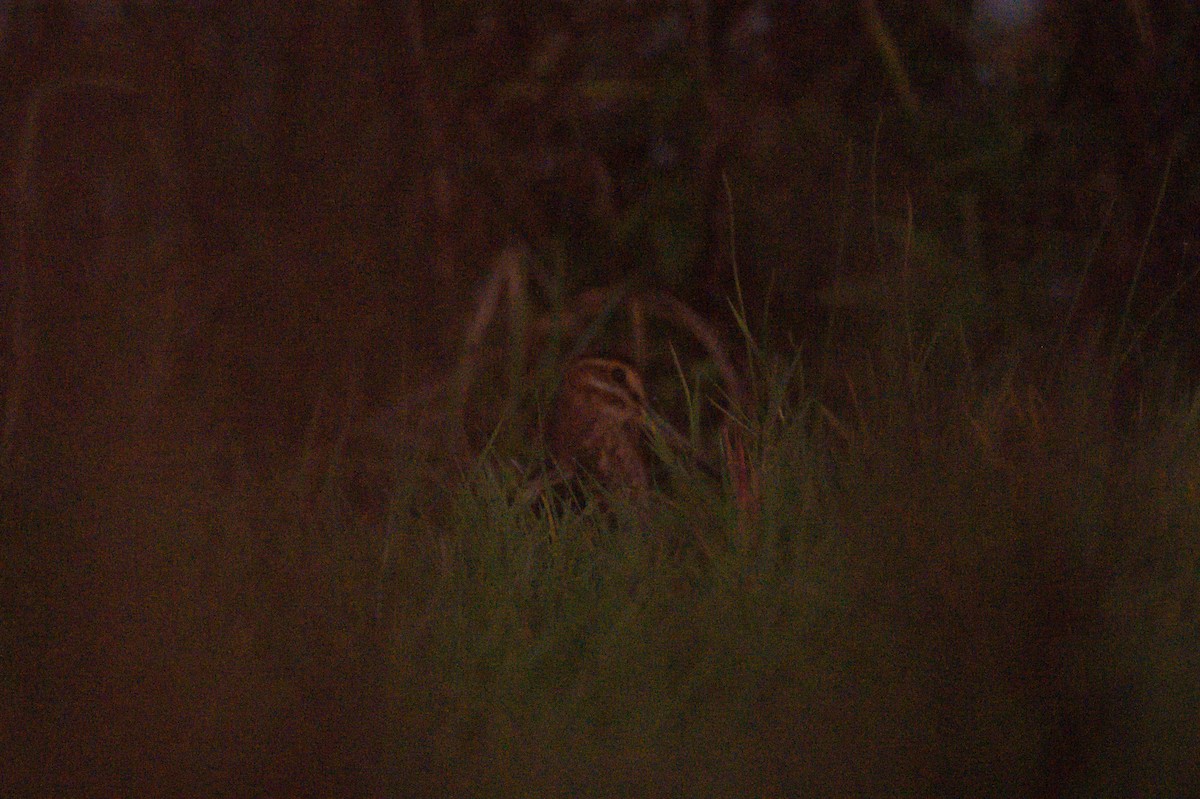 Баранець американський - ML645686184