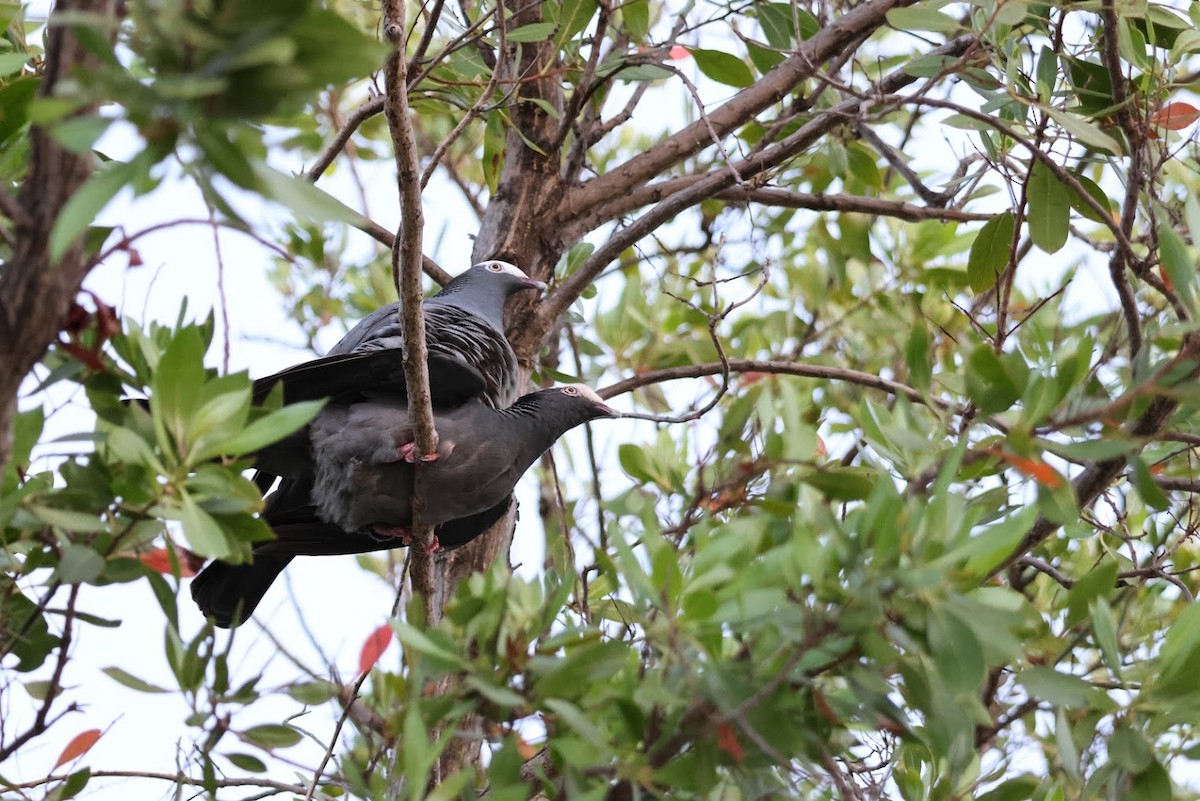 White-crowned Pigeon - ML645686186