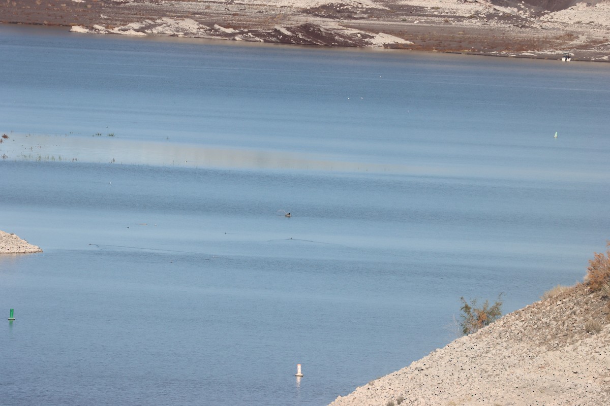 Brown Pelican - ML645686187