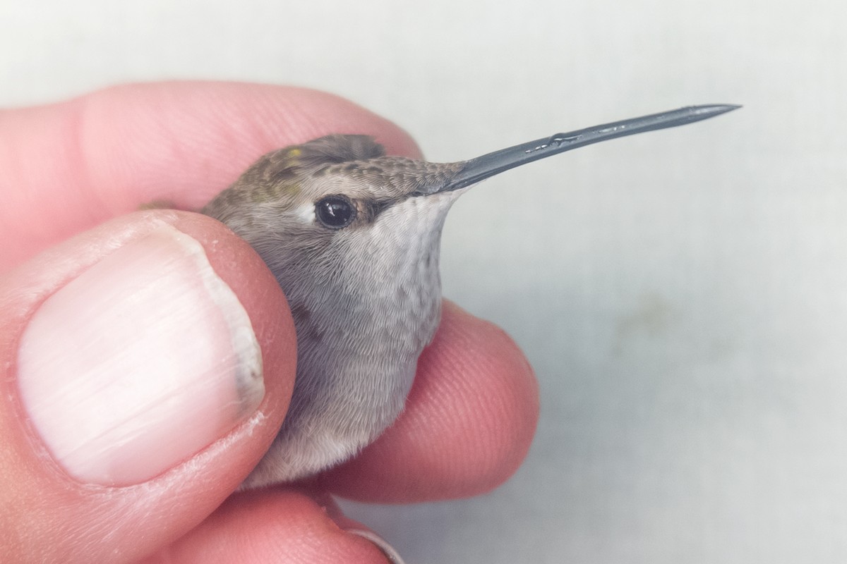 Black-chinned Hummingbird - ML645686196