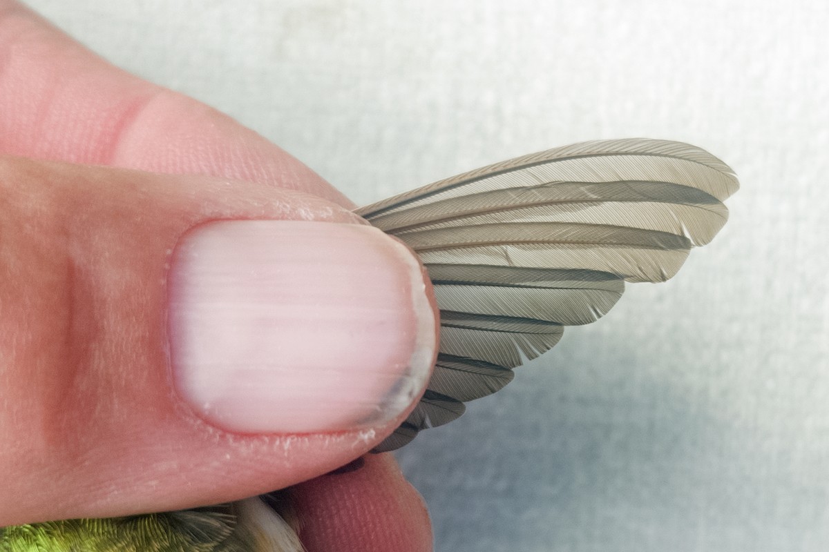 Black-chinned Hummingbird - ML645686197