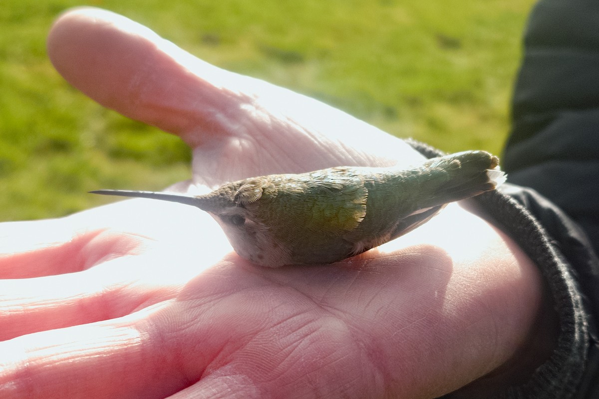 Black-chinned Hummingbird - ML645686198