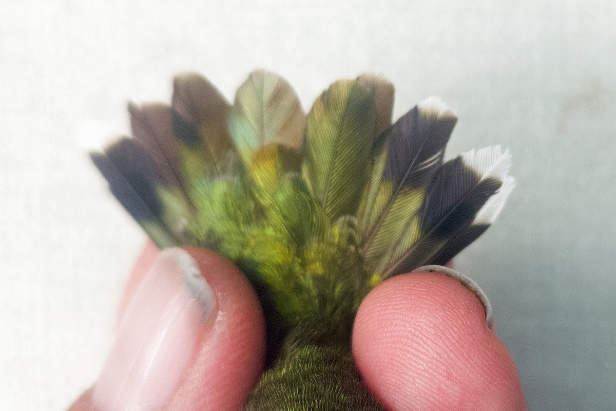 Black-chinned Hummingbird - ML645686199