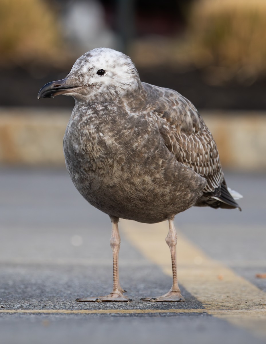 American Herring Gull - ML645686208