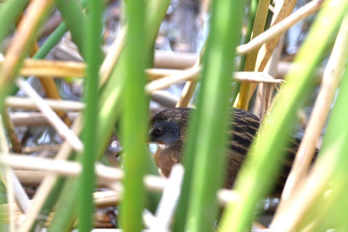 Uroilanda virginiarra - ML645686212