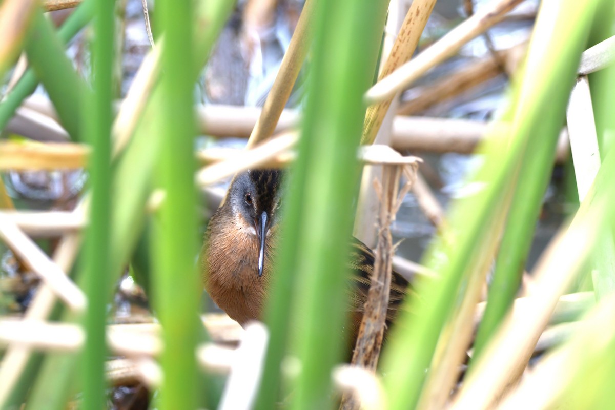 Uroilanda virginiarra - ML645686213