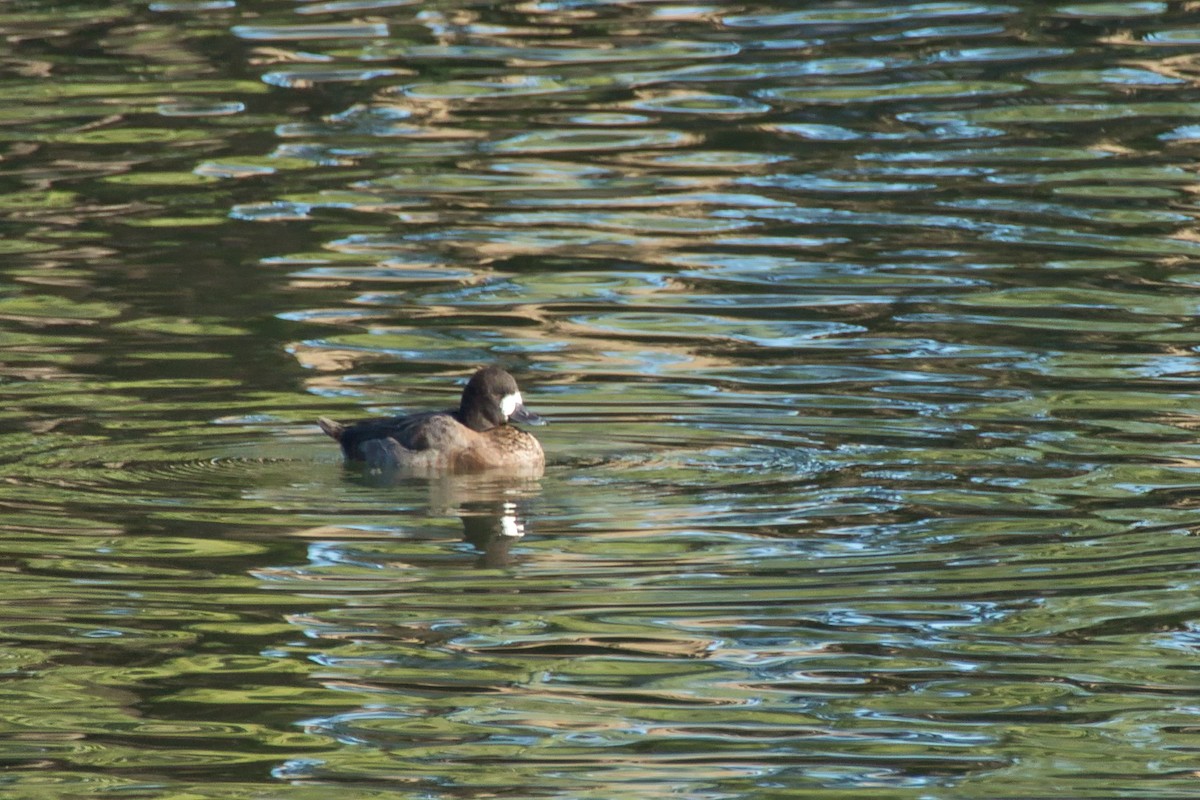 Greater Scaup - ML645686214