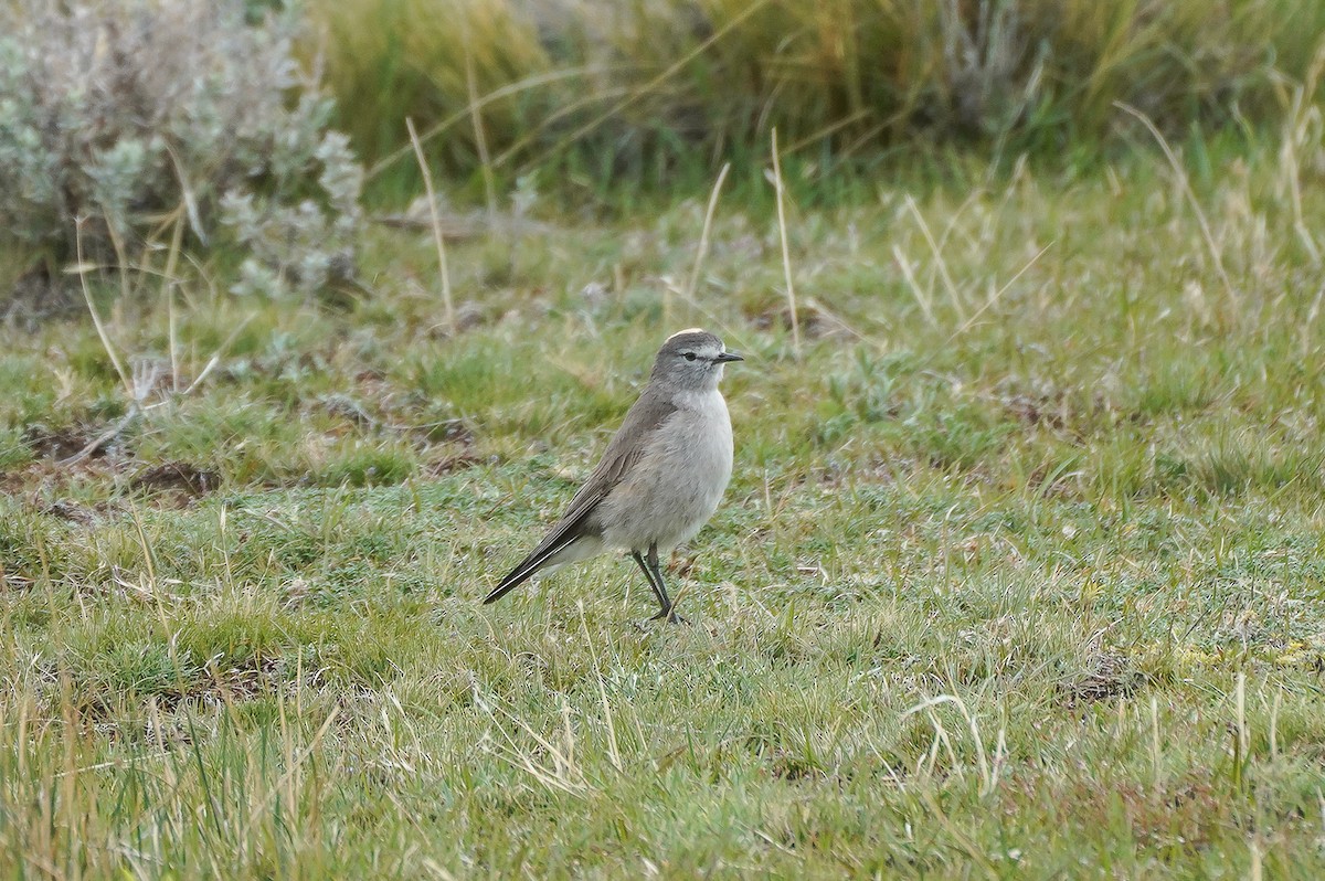 Ochre-naped Ground-Tyrant - ML645686217