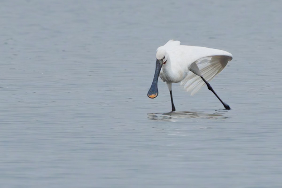 Spatola - ML645686232