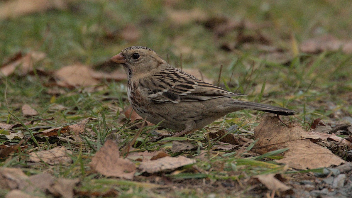 Бруант північний - ML645686243