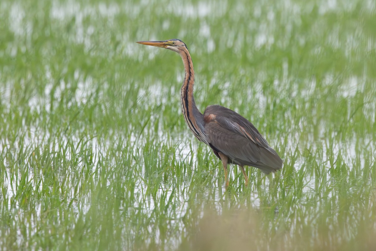 Airone rosso - ML645686248