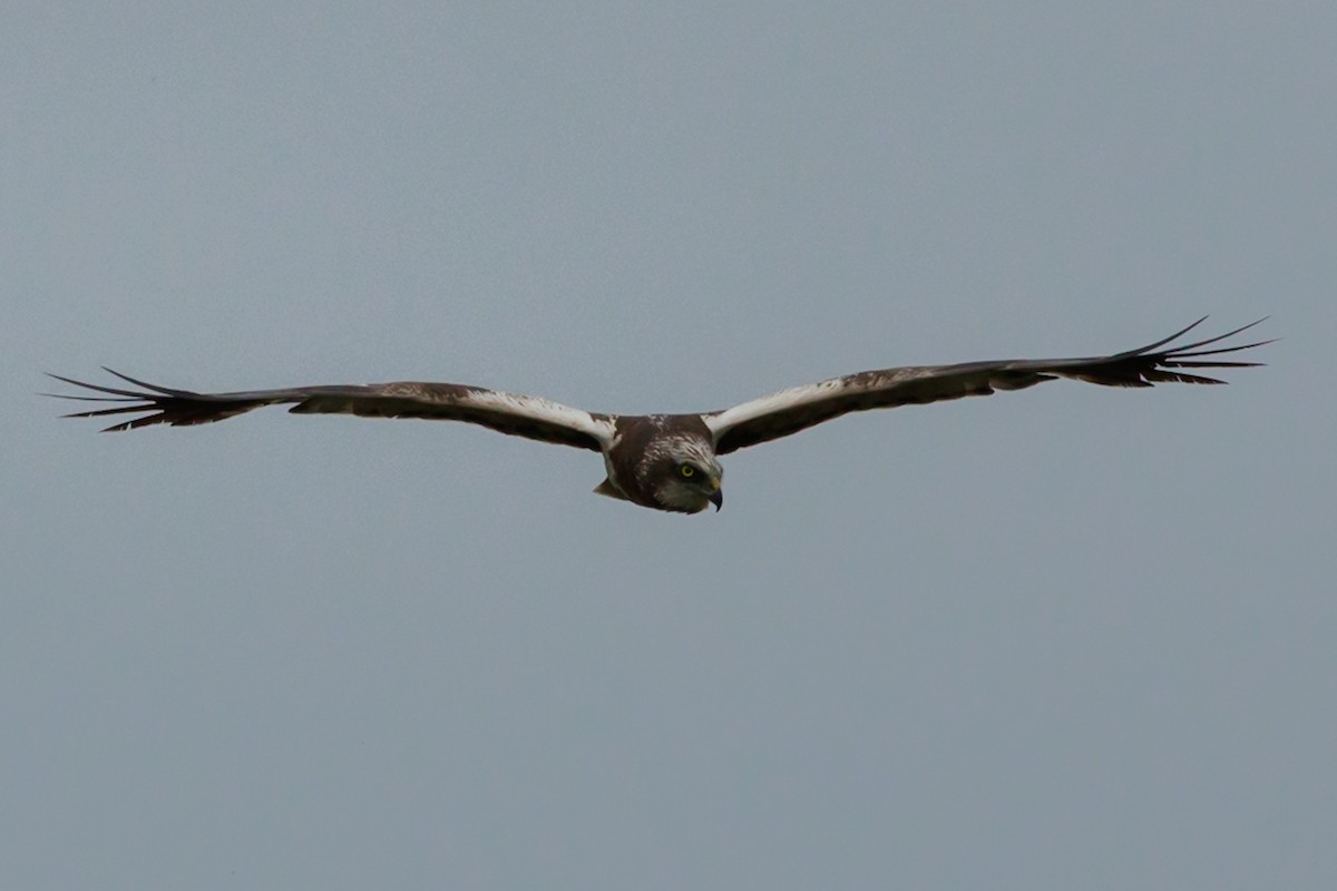 Falco di palude - ML645686256