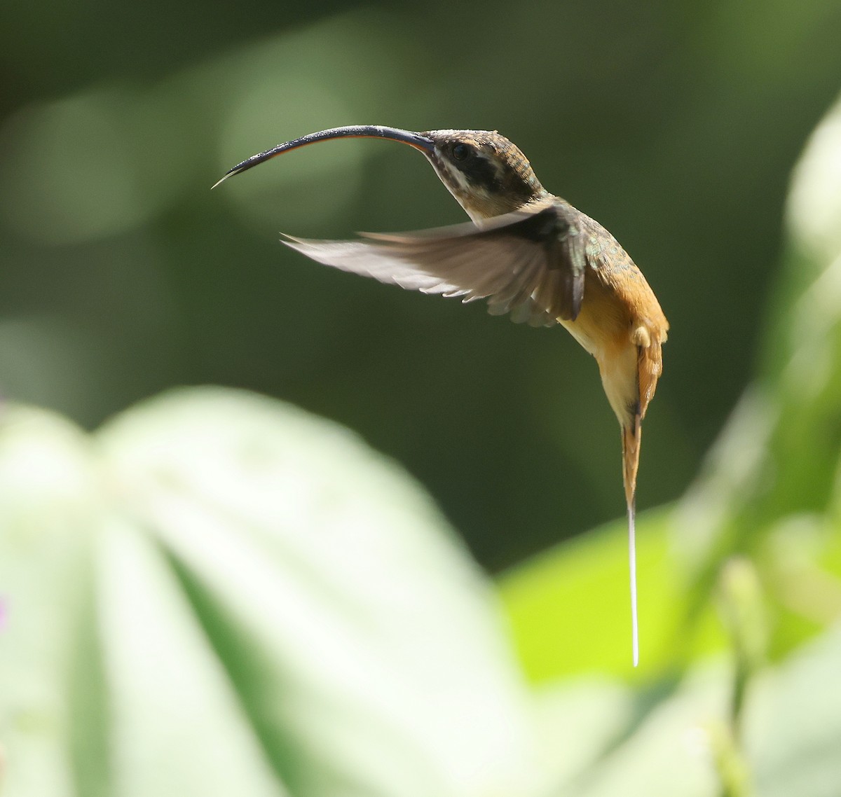 キバラユミハチドリ - ML645686266